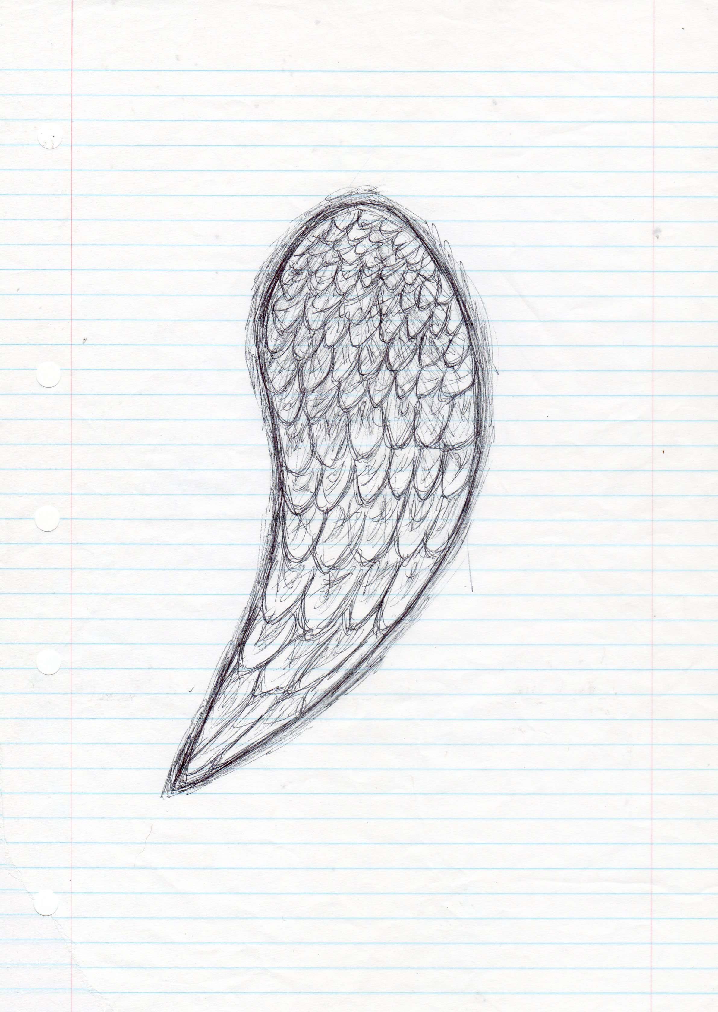 Curved angel wing drawing